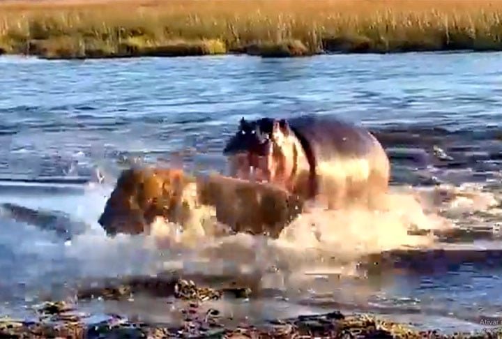 Um acabou se desvencilhando e chegando à beira do rio. Mas o terceiro ficou em maus lençóis, numa luta desesperada até conseguir se livrar da fera que tentava matá-lo.   