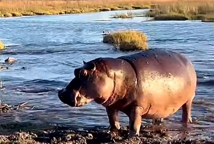 A segunda questão é sobre a velocidade do hipo na água. Como um animal tão pesado consegue avançar tão rapidamente num rio? Mas teve gente achando que foi justamente a água que ajudou. E que, se fosse em terra firme, os leões não fugiriam. 