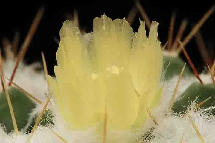 As almofadas apresentam espinhos brancos brilhantes que captam perfeitamente o sol. Esta variedade atinge cerca de 6,0 "de altura, mas se espalha por vários metros.