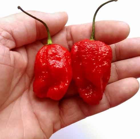 7 Pot Barrackpore (1.000.000 SHU)- TambÃ©m de Trinidad e Tobago, essa pimenta da cidade de Chaguanas apresenta diferentes formas, aparÃªncias, tamanhos e cores, sendo um pouco maior e mais amarga.