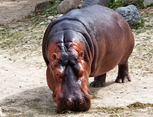 O animal pode pesar até três toneladas. Um macho adulto tem cerca de 3,5 metros de comprimento e 1,5 metro de altura. O filhote já nasce com 45 quilos. 