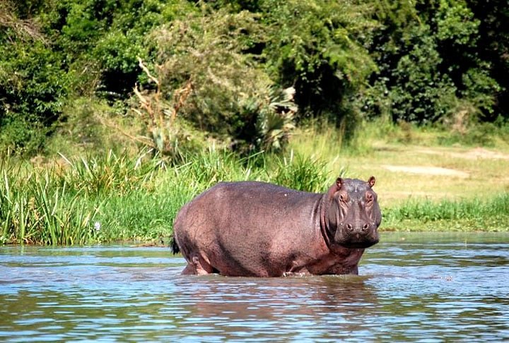 Sobre a velocidade, os hipopótamos não nadam. Eles precisam pisar no fundo para se locomover e, geralmente, saltam ou correm. 