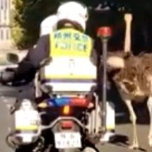Avestruz foge de policiais e causa espanto pela velocidade - Reprodução/Redes Sociais