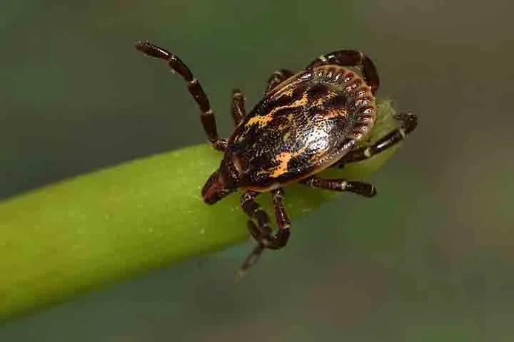 Pequenino e nocivo: Brasil tem 230 tipos de carrapatos -  Flickr Maria Ogrzewalska