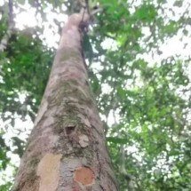 Nova espécie de árvore frutífera é descoberta no Rio de Janeiro - Thiago Fernandes/Jardim Botânico