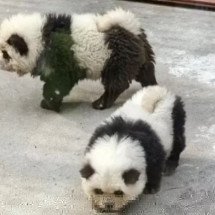 Zoológico na China pinta cachorros e diz que são pandas - Reprodução redes sociais