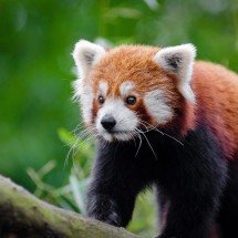 Panda-Vermelho: Espécie marcou presença em produções da Disney - Pixabay