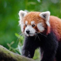Panda-Vermelho: Espécie marcou presença em produções da Disney - Pixabay