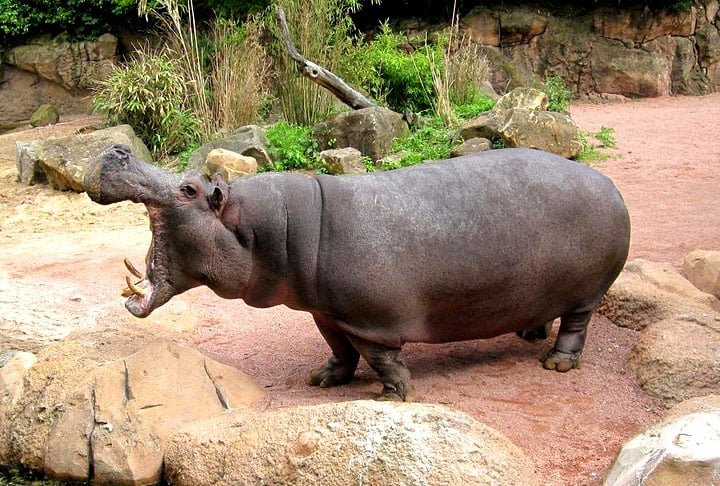 Para defenderem sua área, eles atacam animais e seres humanos. Segundo a National Geographic, os hipos são os maiores causadores de mortes na África depois da malária. 