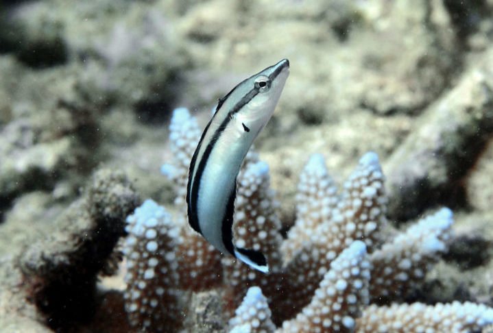 A pesquisa é importante pois desafia a compreensão tradicional sobre a inteligência animal e sugere que a autoconsciência pode não ser uma característica exclusiva dos seres humanos. 