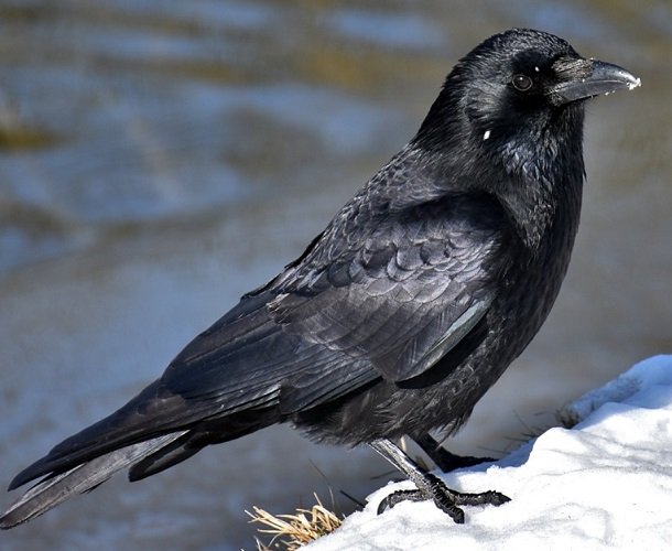 Um outro estudo, feito na Alemanha, concluiu que corvos são capazes de contar vocalmente até o número quatro. De acordo com a pesquisa, esses pássaros não só conseguem contar, mas também podem responder de acordo com o numeral que estão vendo. 