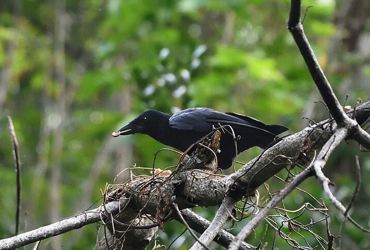 Não é de hoje que cientistas estudam as capacidades cognitivas dos corvos. Uma observação feita com corvos-da-nova-caledônia, por exemplo, mostrou que eles são capazes de criar suas próprias ferramentas para conseguir comida.