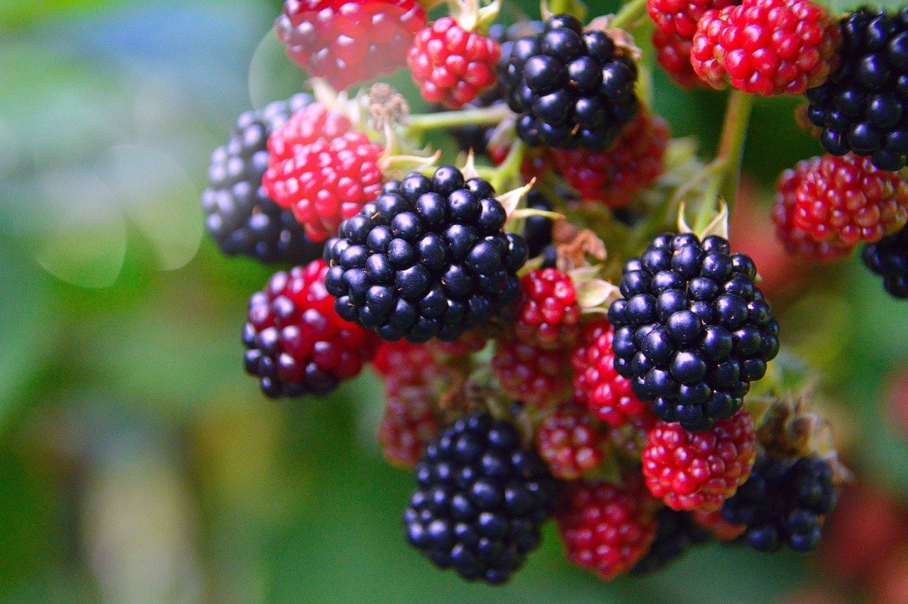 Amora - Rica em pectina e com um sabor intenso, as amoras fazem uma geleia densa e aromática.