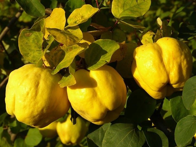 Marmelo - Muito rico em pectina, ideal para geleias firmes. E tem uma importante função para regularizar o intestino.