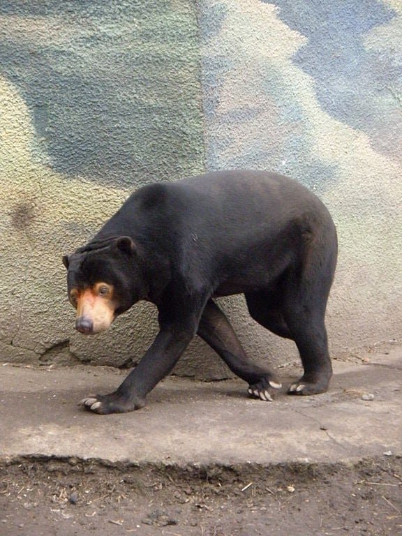 A conta oficial do governo local explicou tratar-se de um urso-malaio, "o menor tipo de urso de todos os tempos".