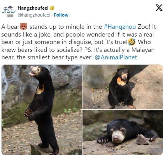 "Um urso se levanta para se misturar aos visitantes no zoológico de Hangzhou! Parece brincadeira, e as pessoas se perguntam se é um urso de verdade ou apenas alguém disfarçado, mas é verdade! Quem diria que ursos gostam de socializar?", diz a mensagem.