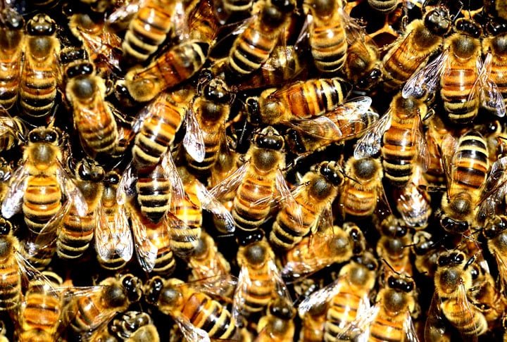 Dados do Departamento de Agricultura dos Estados Unidos (USDA) revelam que 70% de todas as culturas agrÃ­colas sÃ£o polinizados por abelhas. Estima-se que grande parte dos alimentos consumidos pelos seres humanos sÃ£o produtos do processo de polinizaÃ§Ã£o desses insetos.