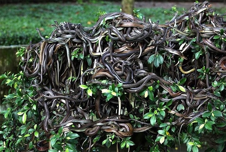 Com cerca de 45 cobras por hectare (10 mil m²), a ilha é considerada a 2ª com maior densidade populacional de cobras no mundo.-Facebook Acontece Sacramento