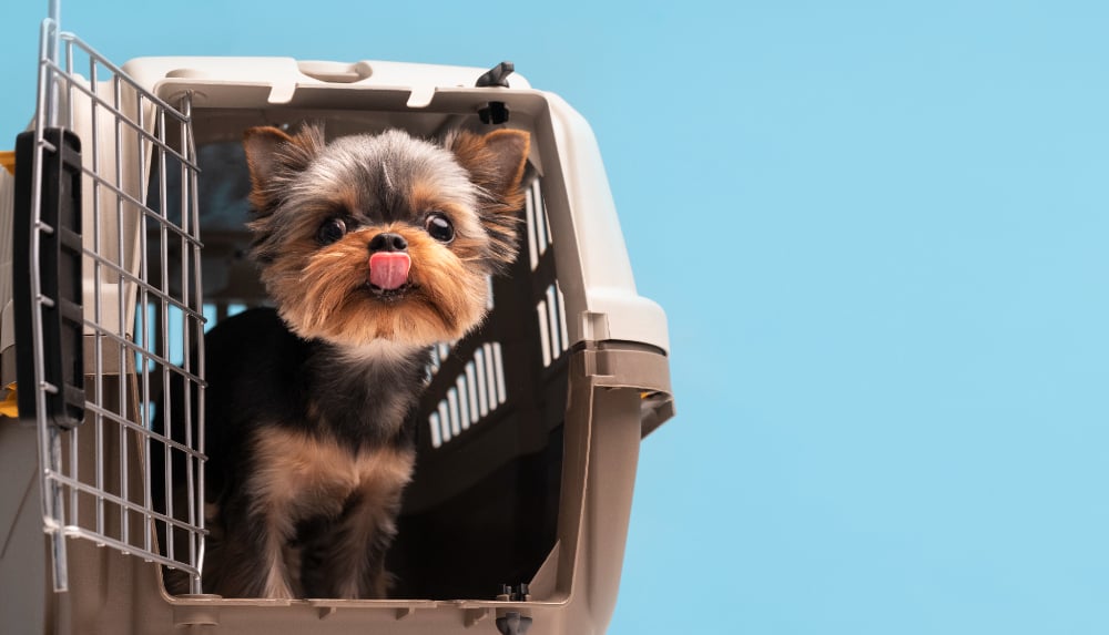 O Departamento de Agricultura dos EUA exige que cães viajando para a Colômbia tenham um atestado de saúde assinado por um veterinário e um comprovante de vacinação contra a raiva.
