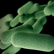 Bactérias resistentes podem matar 39 milhões de pessoas até 2050 - Sarah Bailey Cutchin?/?CDC