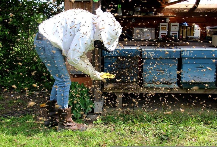 A apicultura contribui, de forma eficaz, para minimizar a interferÃªncia e a degradaÃ§Ã£o da natureza, corroborando com a produÃ§Ã£o integrada na agropecuÃ¡ria. Criar abelhas Ã© de suma importÃ¢ncia para a agricultura pela efetiva polinizaÃ§Ã£o, que, por sua vez, provoca um significativo aumento na produÃ§Ã£o agrÃ­cola.
