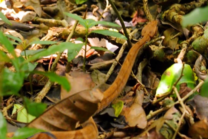 A ilha é um ambiente selvagem e inóspito, sem infraestrutura como trilhas ou abrigos. O terreno é íngreme e coberto por vegetação espinhosa.-reprodução/youtube
