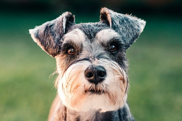 O cachorro era da raça schnauzer miniatura, conhecido pela sua "barbinha" característica.