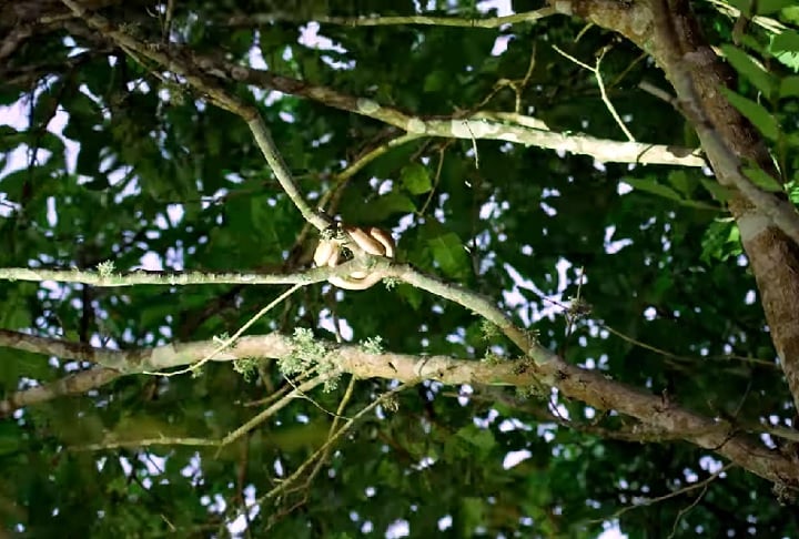 O influenciador também explicou que as cobras não ficam expostas no solo porque já extinguiram os animais terrestres da ilha, restando apenas aves como presas. Confira os outros quatro lugares eleitos pelo youtuber como "os mais mortais do mundo"!-reprodução/youtube