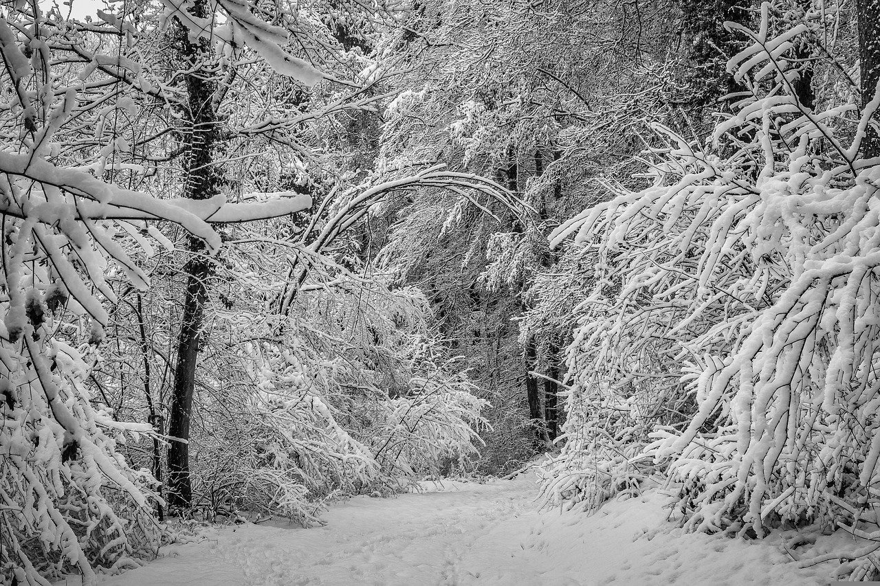 Além disso, a parte do avião em que ela estava caiu numa área repleta de árvores e uma grossa camada de neve, amortecendo a queda. -Imagem de Jörg Vieli por Pixabay 