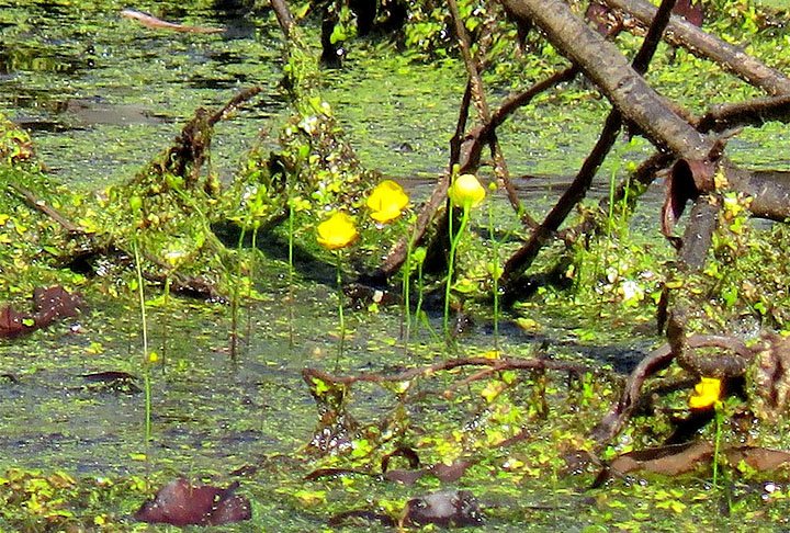 UTRICULARIA - É uma espécie aquática ou semi-aquática nativa da Ásia e da Europa. Hiberna durante o inverno para resistir ao frio. 
