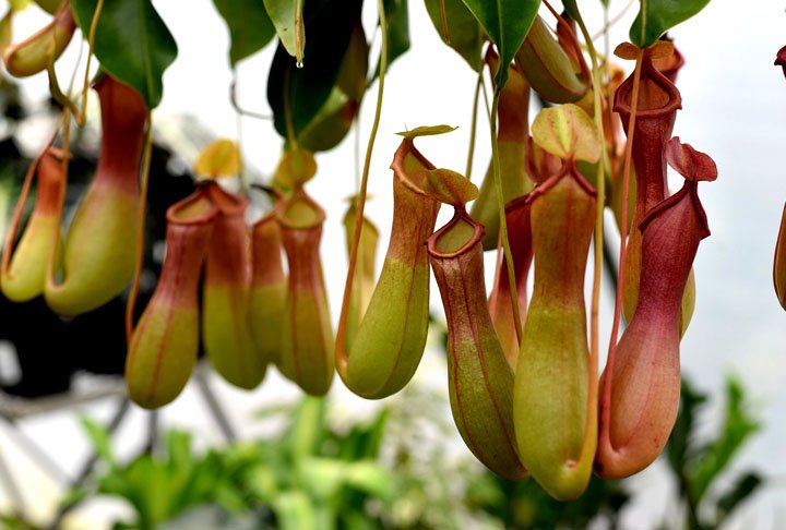 Deixe a planta perto da janela para que pegue sol e atraia os insetos.