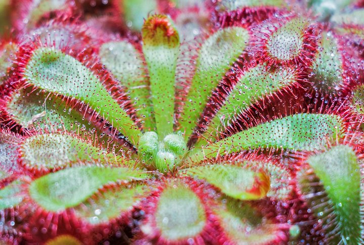 DROSERA - Muito comum na América do Sul, é largamente encontrada no bioma da Mata Atlântica. 