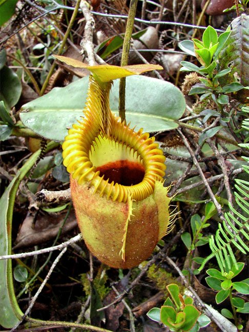 NEPENTHES - Nativa do Bornéo, perto da Malásia, se desenvolve em locais quentes e úmidos. 