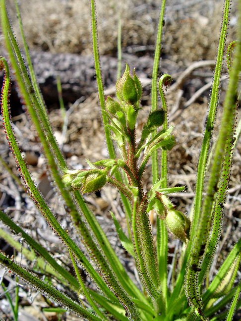 DROSOPHYLLUM LUSITANICUM - Encontrada em Portugal, sudoeste da Espanha e norte de Marrocos. Gosta de climas mais secos. 
