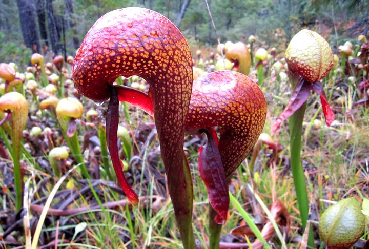 DARLINGTONIA CALIFORNICA - É conhecida como "planta-cobra" por causa do formato. 