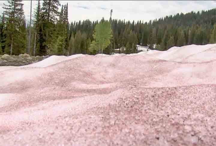Ã? nessa condiÃ§Ã£o que elas florescem ao receber radiaÃ§Ã£o solar. No estÃ¡gio reprodutivo, Ã© criado o pigmento para que a alga se proteja dos raios ultravioletas. 