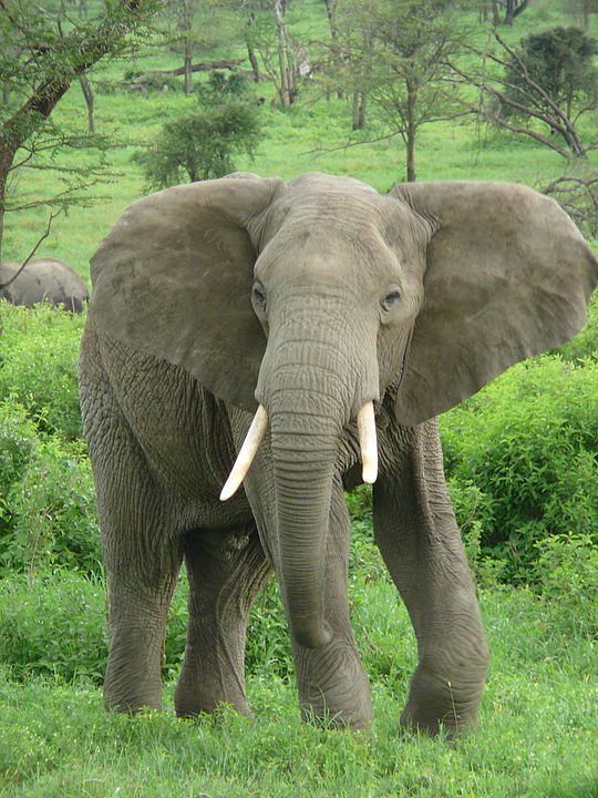 O elefante africano é mais alto, com orelhas e presas maiores.  Tem entre 2,5 e 4 metros e pesa de 2 a 6,3 toneladas. - nickandmel2006 on flickr 