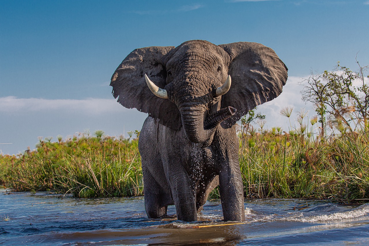 Um dos animais mais impressionantes do mundo é o elefante. Seja por causa do seu tamanho, da sua tromba ou pela sua imponência, esses animais estão entre os mais interessantes do planeta. Confira algumas curiosidades sobre eles!-Geschenkpanda por Pixabay 