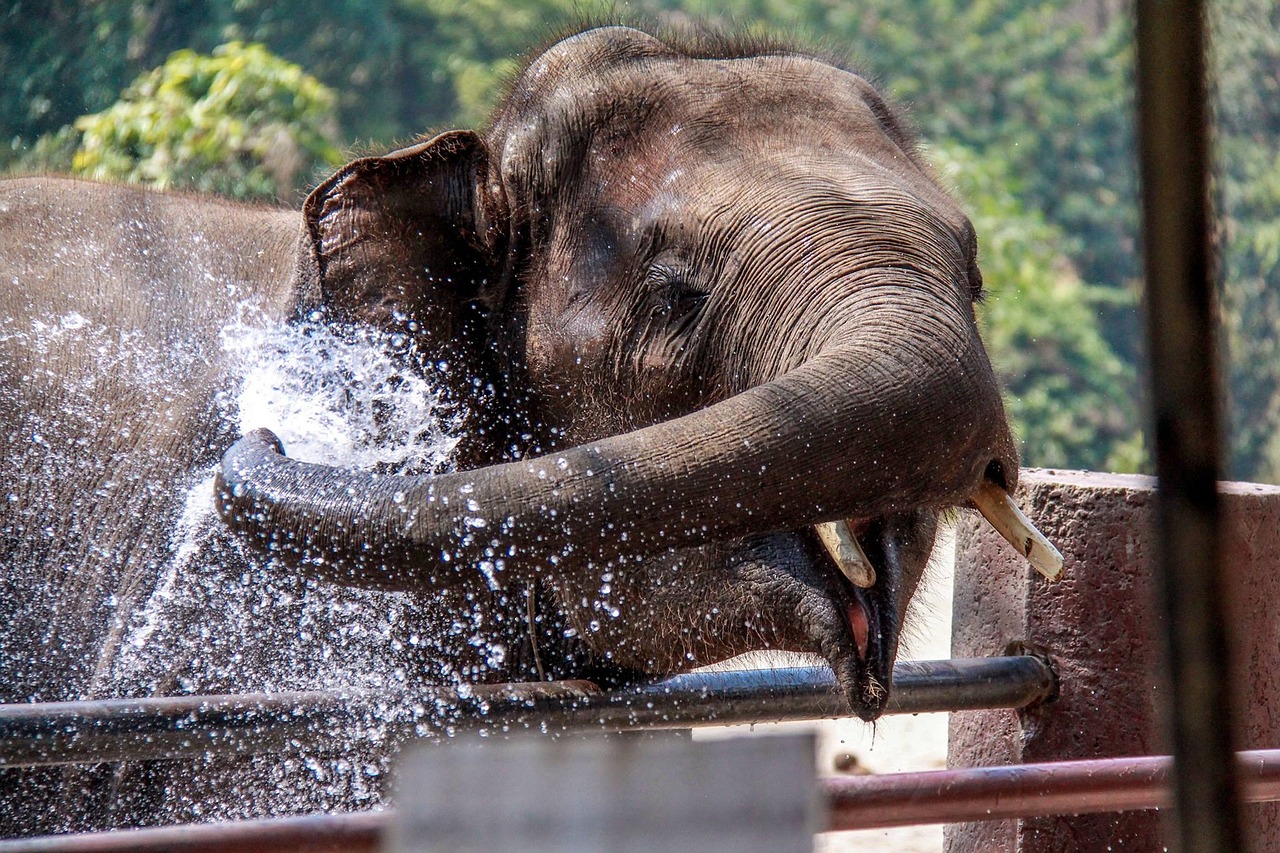 A tromba do elefante suga, de uma só vez, 10 litros de água. E despeja o líquido na boca ou sobre o corpo para o banho.  Elefantes adoram água. Da mesma forma, também é pela tromba que os elefantes respiram. -Annie Jenselius por Pixabay 