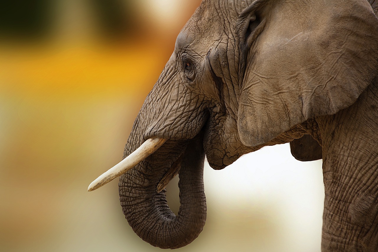 O maior elefante já registrado pesava 10 toneladas, com quase 4 metros de altura. -Christine Sponchia por Pixabay 