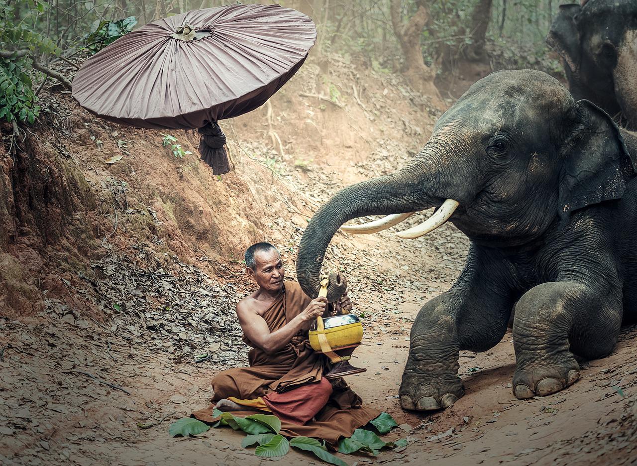 Os elefantes tÃªm uma grande importÃ¢ncia para os seguidores do Budismo. Diz a lenda que a Rainha Maya sonhou que um elefante entrou por sua axila indo atÃ© o ventre. E ela percebeu que estava grÃ¡vida de Buda. - Sasin Tipchai por Pixabay 