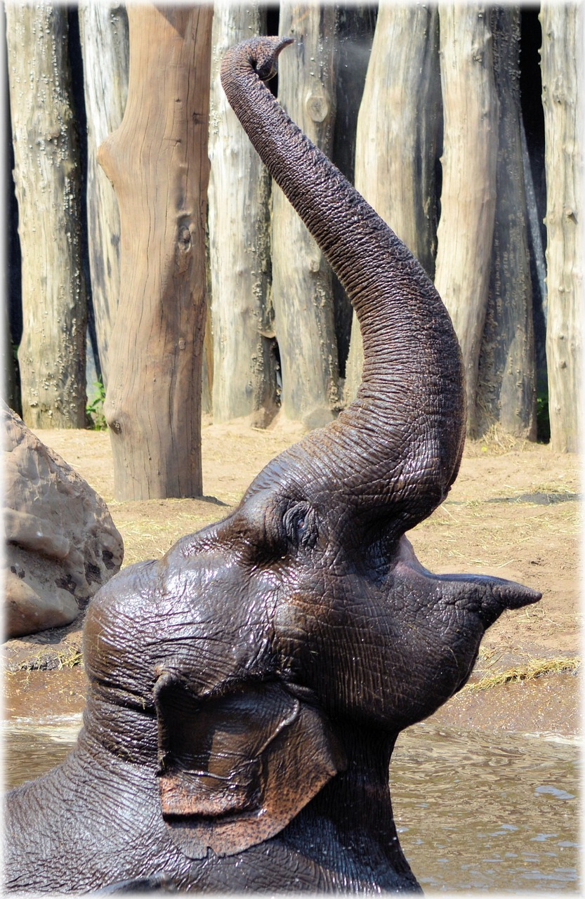Um elefante bebe, em média, 200 litros de água por dia. A tromba é formada pela junção do nariz com o lábio superior. Tem mais de 100 mil músculos. E permite que o elefante arranque até galhos de árvore.  -PublicDomainPictures por Pixabay
