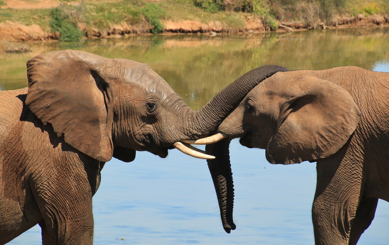 Os elefantes são carinhosos uns com os outros. E percebem o humor da "família". Se um elefante morre, eles passam por luto, cobrindo o corpo. -pixabay