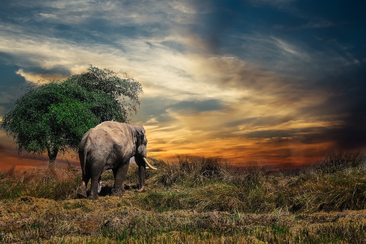 Ele se espalha pelas savanas da África Subsaariana e pelas florestas tropicais da África Central e Ocidental.-jasmim único por pixabay