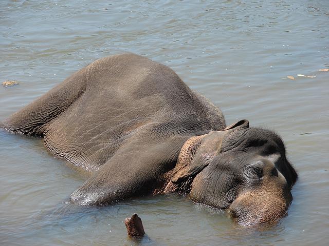 Os elefantes estão entre os poucos animais que se reconhecem no espelho (assim como golfinhos e macacos).  -Affordable Websites por Pixabay 