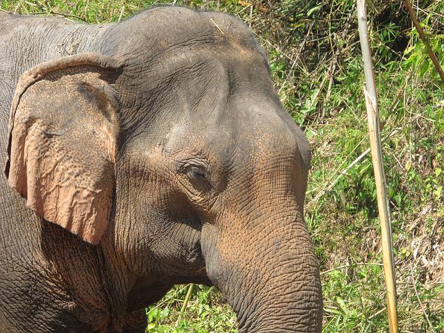 O elefante tem uma audição muito boa. Consegue escutar ruídos baixos na proximidade e detecta sons a 8 km de distância. - Pavel Fara por Pixabay 