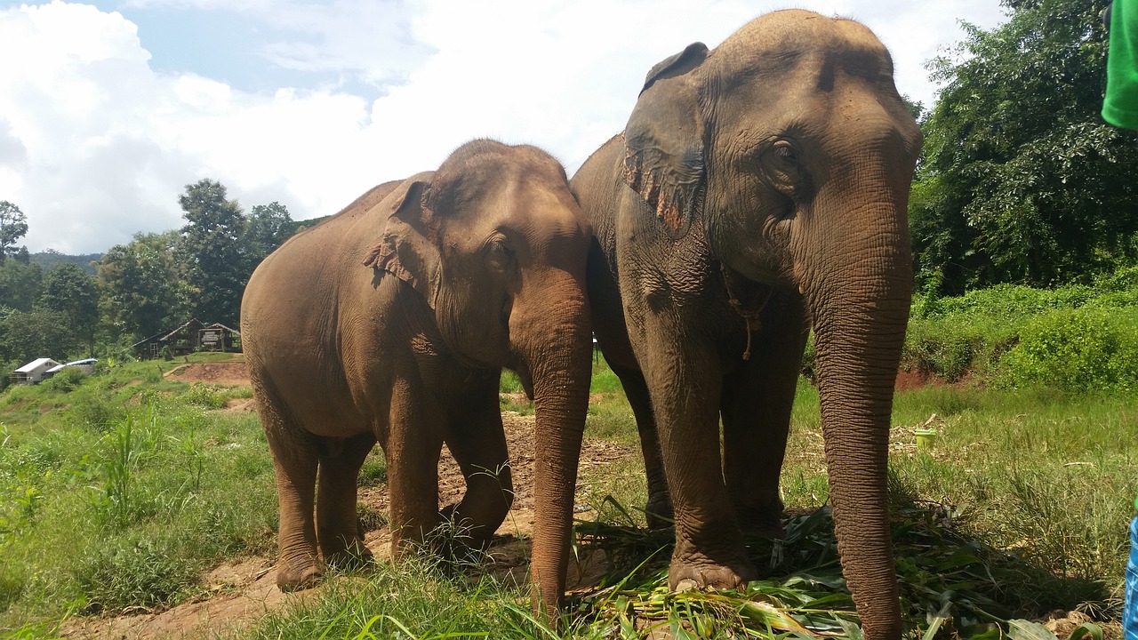 O elefante asiático, menor que o africano, mede de 2 a 3 metros, com 2 a 5 toneladas de peso. -AdamGugie por Pixabay 