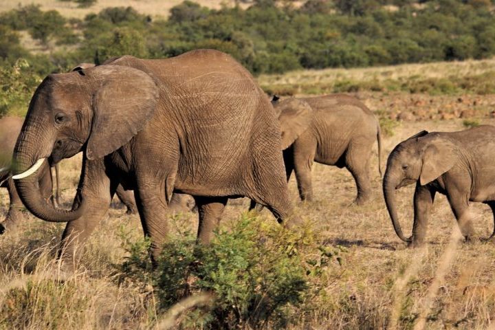 O elefante é o maior mamífero terrestre e tem duas espécies: o africano e o asiático. -Nel Botha por Pixabay 