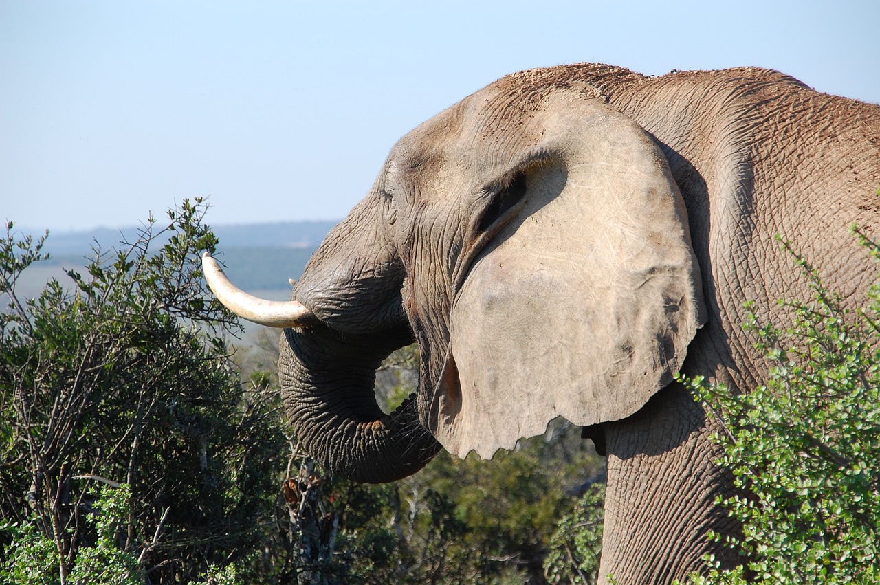 As orelhas do elefante têm pequenas veias que ajudam a  dispersar o calor, mantendo a temperatura corporal do animal. -Yolanda Coervers por Pixabay 