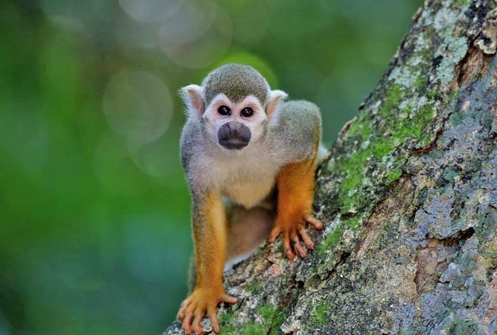 Muitos especialistas também questionam a saúde do animal. Criar um ser para sofrer por conta de experimentos é moral?